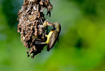 Bird  Thailandの写真素材