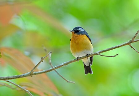 Bird (Mugimaki Fiycatcher) , Thailand