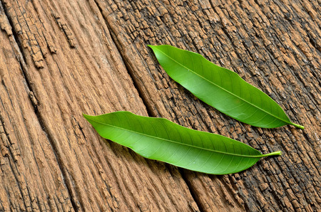 mango leaves on wood backgroundの写真素材