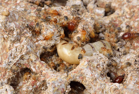 Close up termites or white ants , Thailand
