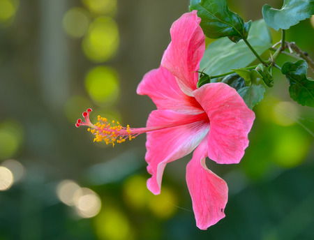 Hibiscus Flowerの写真素材