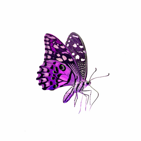 Butterfly isolated on white backgroundの写真素材