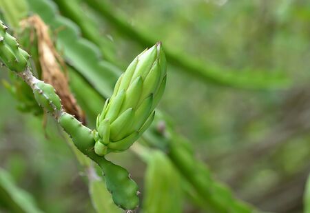 Dragon fruit flowerの写真素材