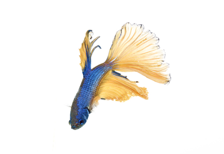 siamese fighting fish, betta splendens isolated on white backgroundの写真素材