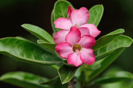 Beautiful pink azalea flowers tropical flowers. Desert roses in the gardenの写真素材