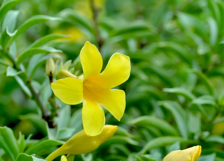 yellow flowerの写真素材