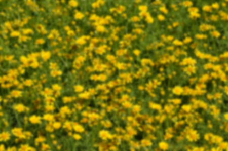 yellow flower in meadowの写真素材