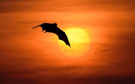 Halloween night with bats flying at nightの写真素材