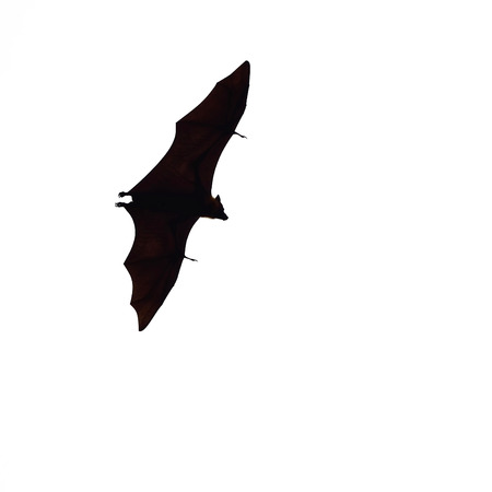 flying fox - huge bat isolated on white backgroundの写真素材
