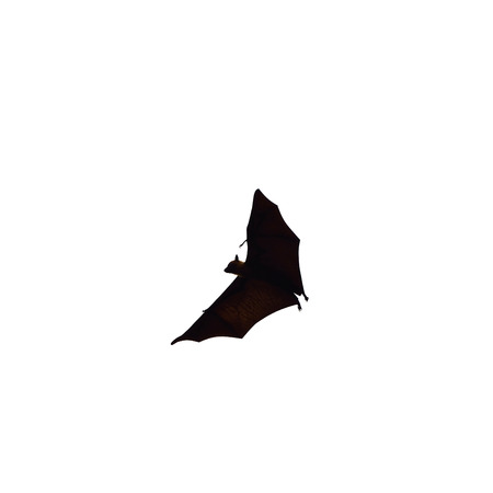 flying fox - huge bat isolated on white backgroundの写真素材