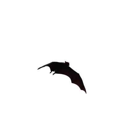 flying fox - huge bat isolated on white backgroundの写真素材
