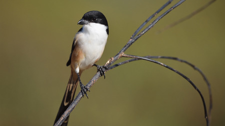 Bird (Long-tailed Shrike) , Thailandの写真素材