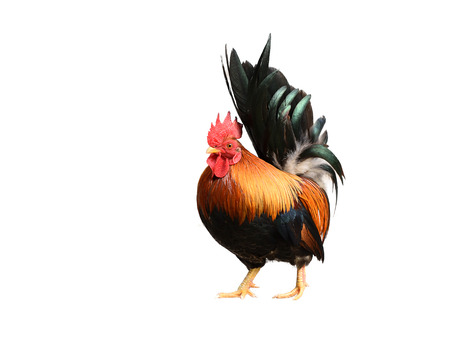Rooster isolated on white backgroundの写真素材