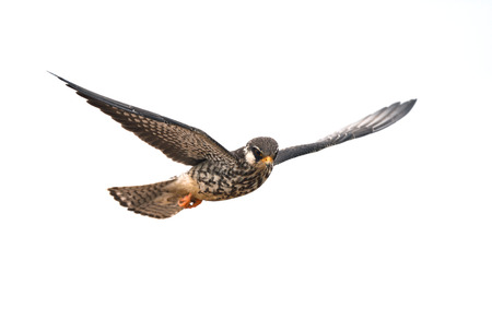 Amur Falcon on flying isolated on white backgroundの写真素材