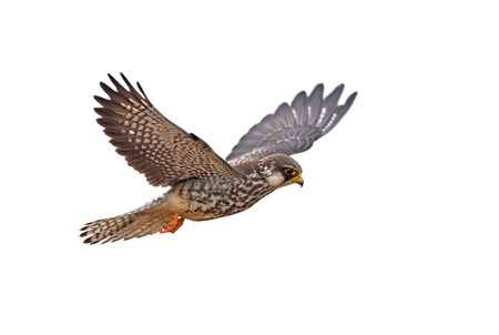 Amur Falcon on flying isolated on white backgroundの写真素材