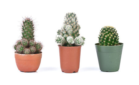 Cactus isolated on white backgroundの写真素材