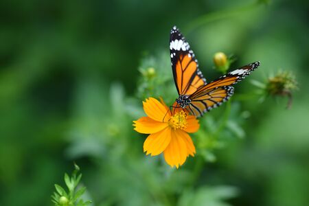 Butterfly (Common Tiger) and flower in nature