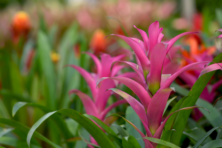 plant and flower garden backgroundの写真素材