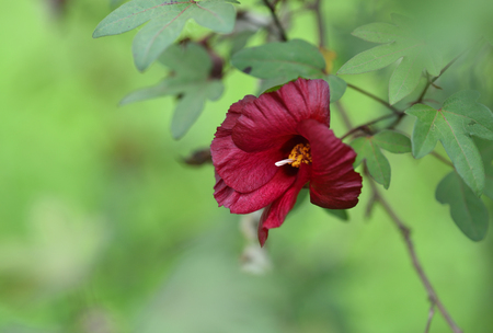 flowerの写真素材
