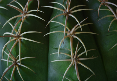 cactusの写真素材