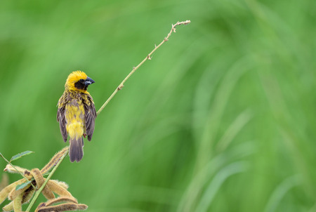 Beautiful bird Asian Golden Weaver on breeding,Male Ploceus hypoxanthusの写真素材
