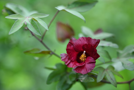 flowerの写真素材