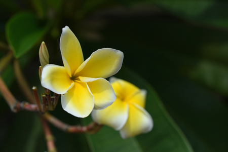 beautiful white frangipani flowersの写真素材