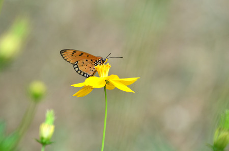 Butterfly and flower