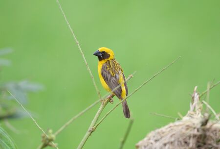 Beautiful bird Asian Golden Weaver on breeding,Male Ploceus hypoxanthusの写真素材