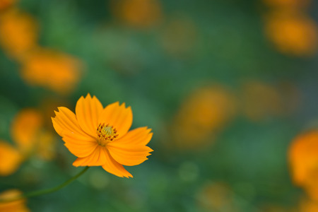 Yellow cosmos flowerの写真素材