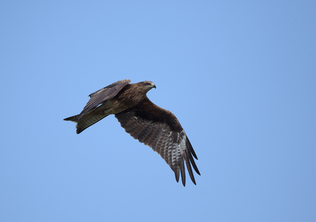 Black Kite flying in blue skyの写真素材