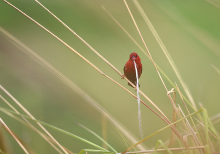 Bird (Red Avadavat) , Thailandの写真素材