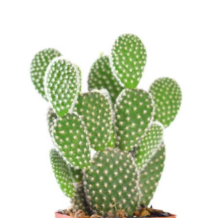 Cactus isolated on white backgroundの写真素材