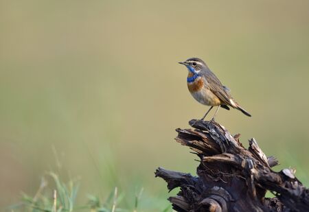 Bird (Bluethroat) , Thailandの写真素材