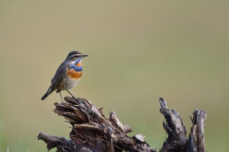 Bird (Bluethroat) , Thailand