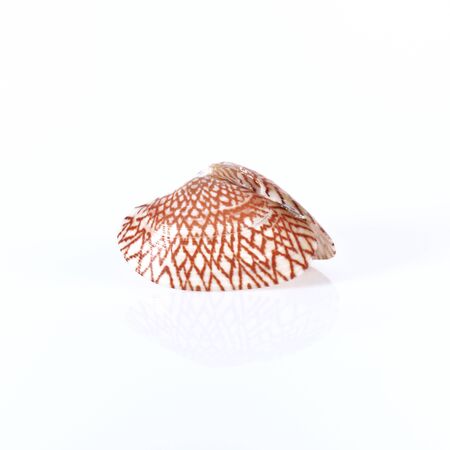 UNDULATED SURF CLAM isolated on white