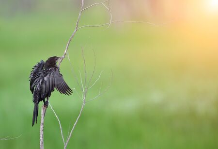 Bird Little Cormorant , Thailandの写真素材