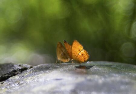 A beautiful butterfly in the forests of Thailandの写真素材