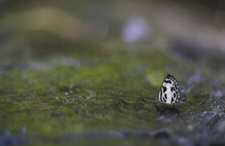 A beautiful butterfly in the forests of Thailand