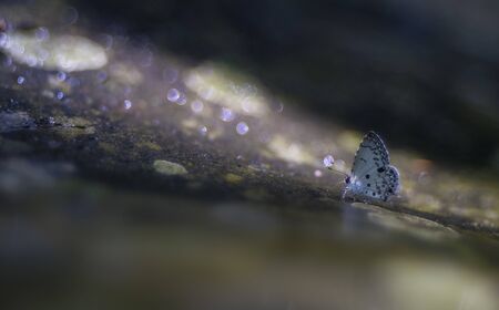 A beautiful butterfly in the forests of Thailand