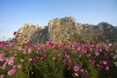 Beautiful Cosmos flowers blooming in the morningの写真素材