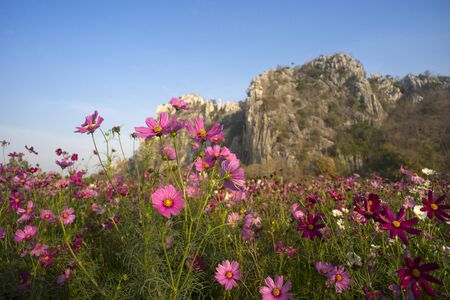 Beautiful Cosmos flowers blooming in the morningの写真素材