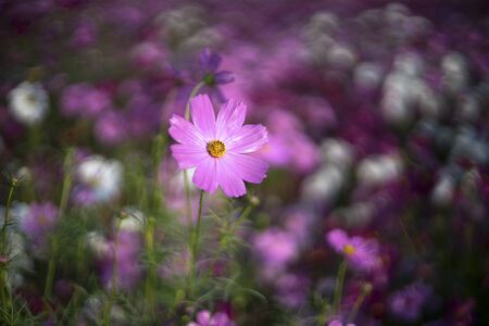 Beautiful Cosmos flowers blooming in the morningの写真素材