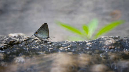beautiful butterfly in the forests of Thailandの写真素材
