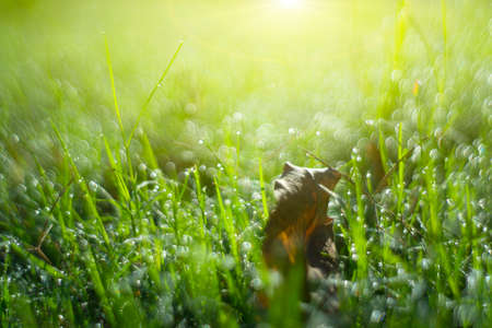 drops of dew on a green grassの写真素材