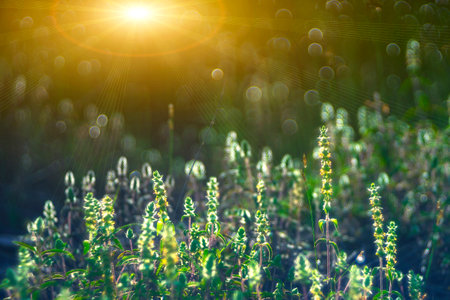 drops of dew on a green grassの写真素材