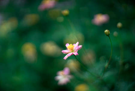 Beautiful Cosmos flowers blooming in the morningの写真素材