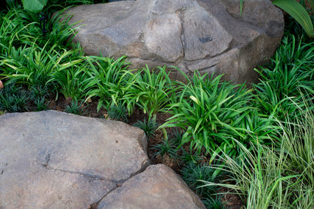 stone walkway in garden parkの写真素材