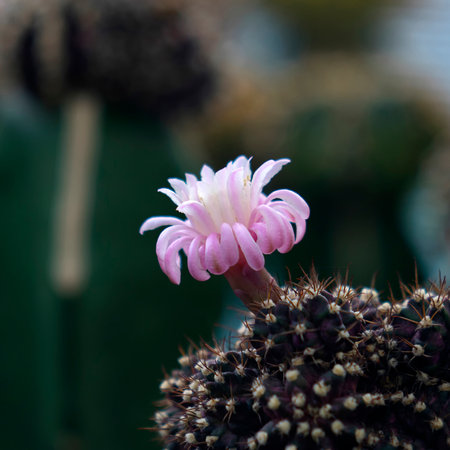 Beatiful closeup cactus in gardenの写真素材