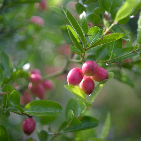 Mango yawning lime boo on Tree in The garden.の写真素材